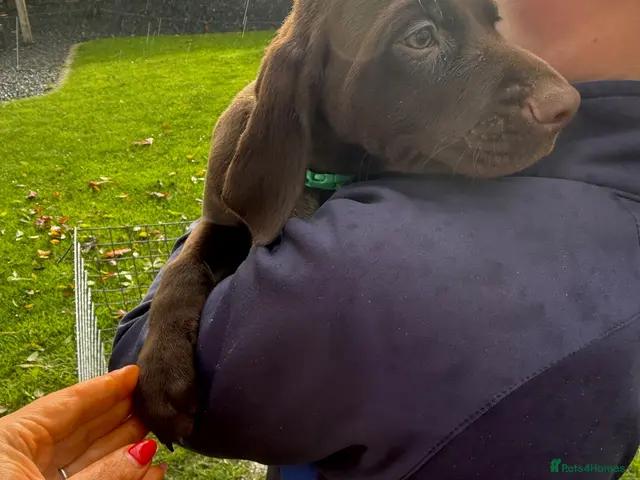 German Shorthaired Pointer dogs for sale: German Shorthaired Pointer puppies - Advert 2