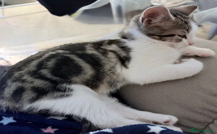 British Shorthair cats Beautiful cute British shorthair kittens for sale  - Advert 9