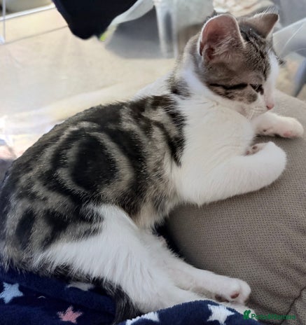 British Shorthair cats Beautiful cute British shorthair kittens for sale - Advert 2