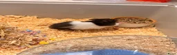 Hamster rodents for sale: Syrian Hamster with cage and supplies - Advert 6