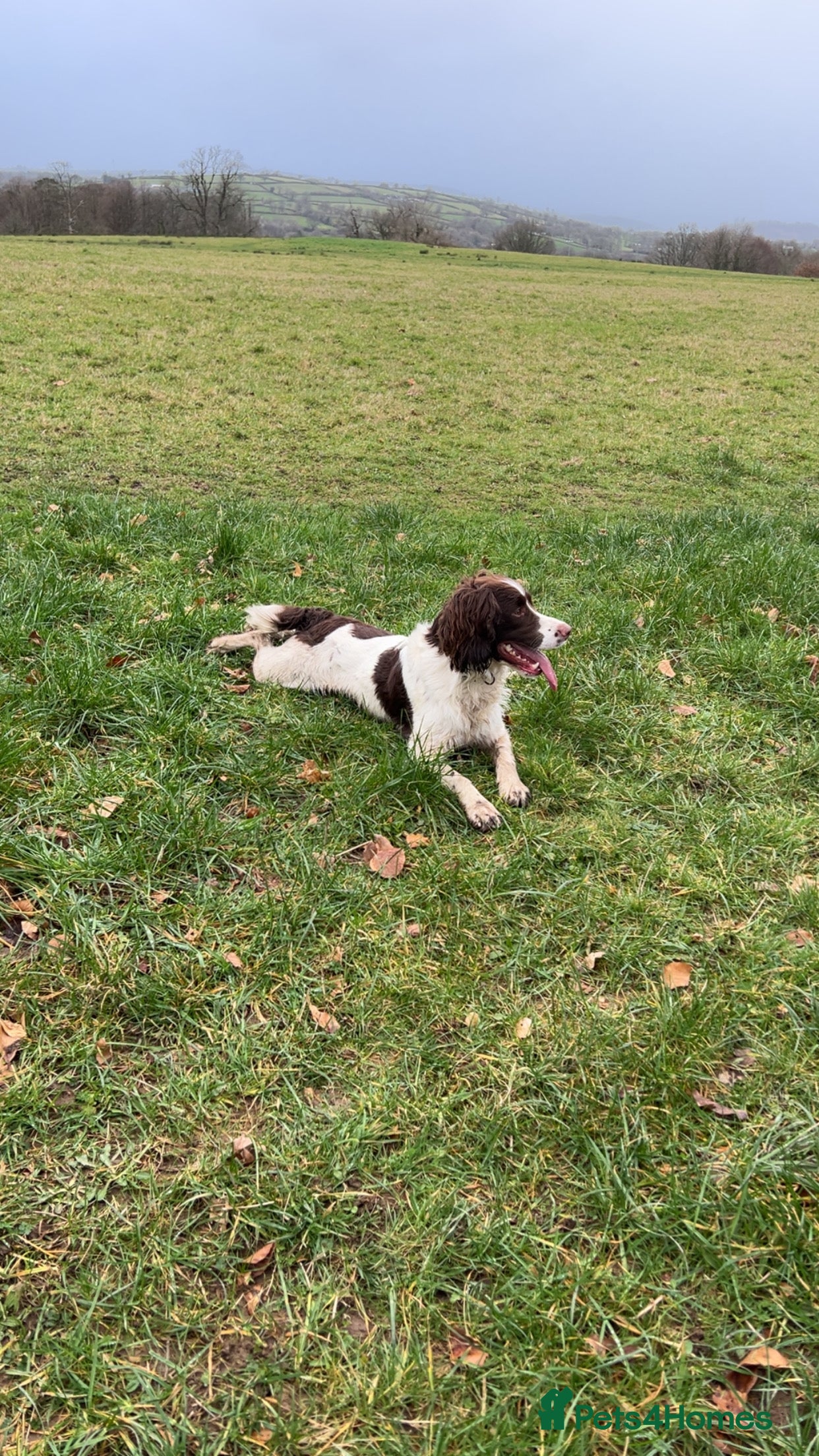 English Springer Spaniel dogs KC reg Working line springer spaniel stud  in Ammanford - Advert 6