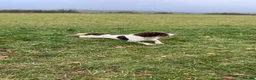 English Springer Spaniel dogs for stud: KC reg Working line springer spaniel stud  in Ammanford - Advert 1