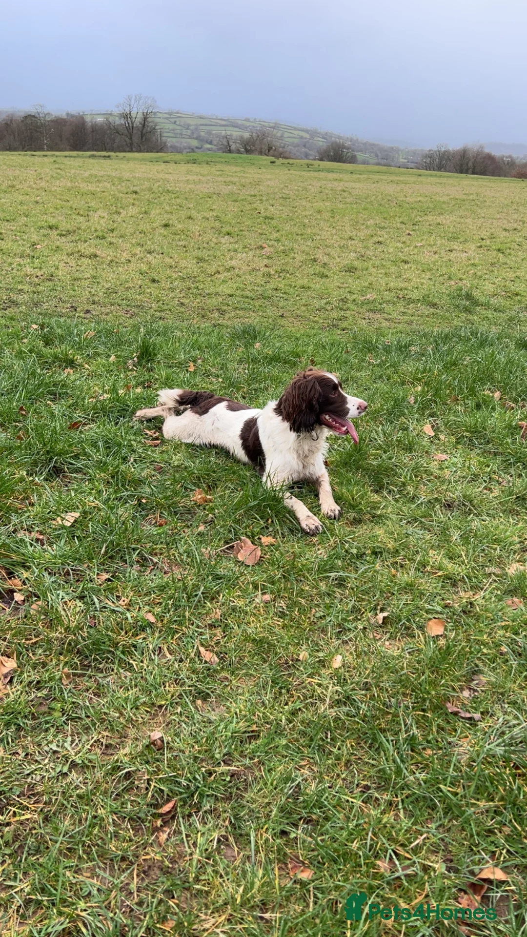 English Springer Spaniel dogs for stud: KC reg Working line springer spaniel stud  in Ammanford - Advert 1