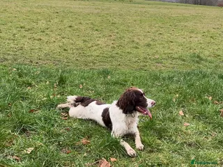 English Springer Spaniel dogs KC reg Working line springer spaniel stud in Ammanford - Advert 6