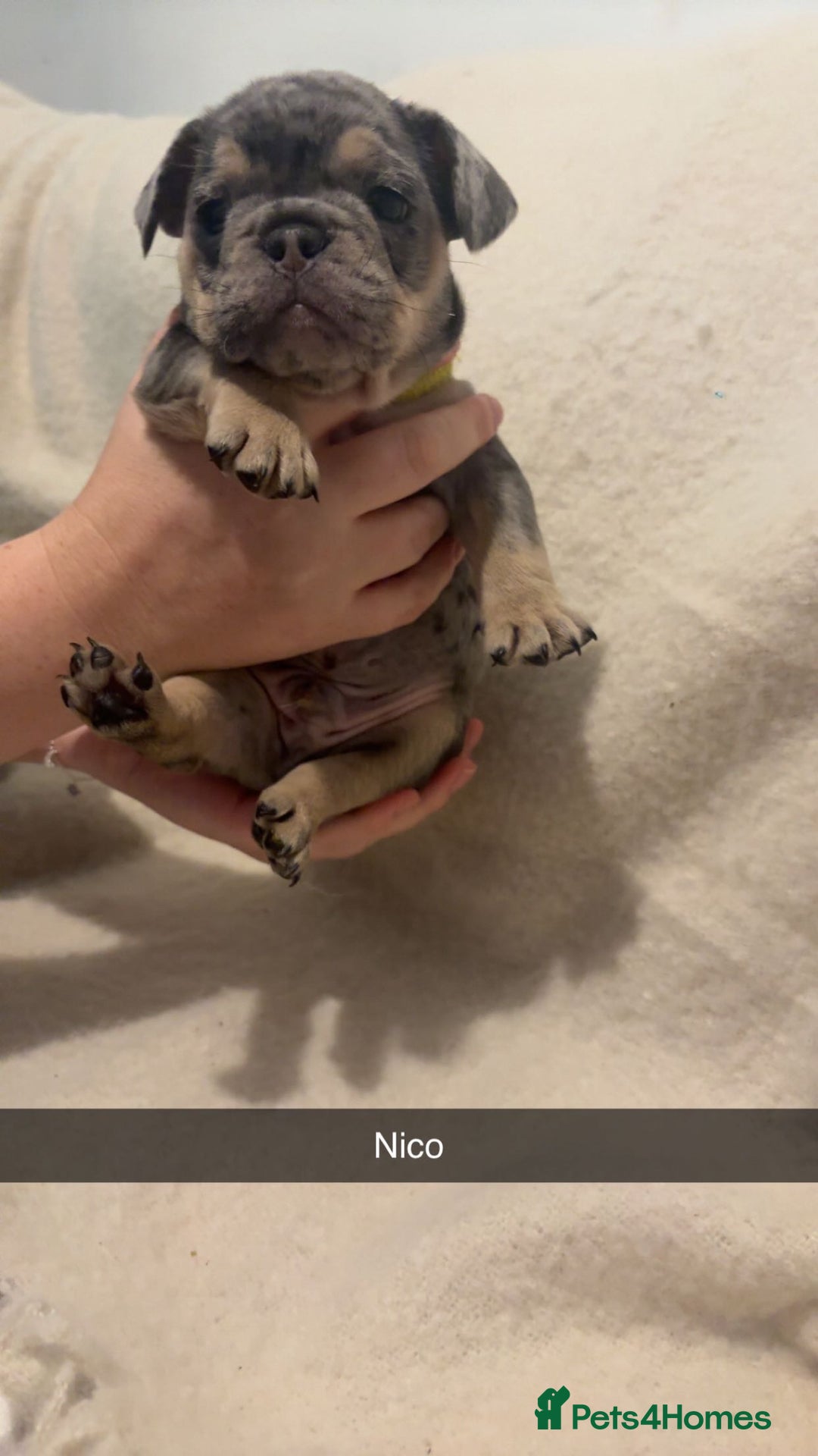 Mixed Breed dogs for sale: French/English bulldogs puppies  - Advert 2