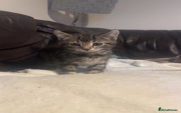 Domestic Shorthair cats for sale: Ready now British short hair  - Image 1
