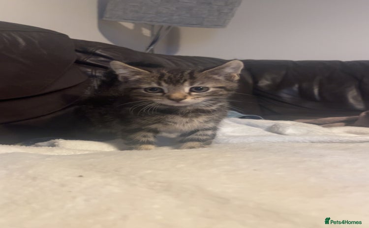 Domestic Shorthair cats - Advert 8