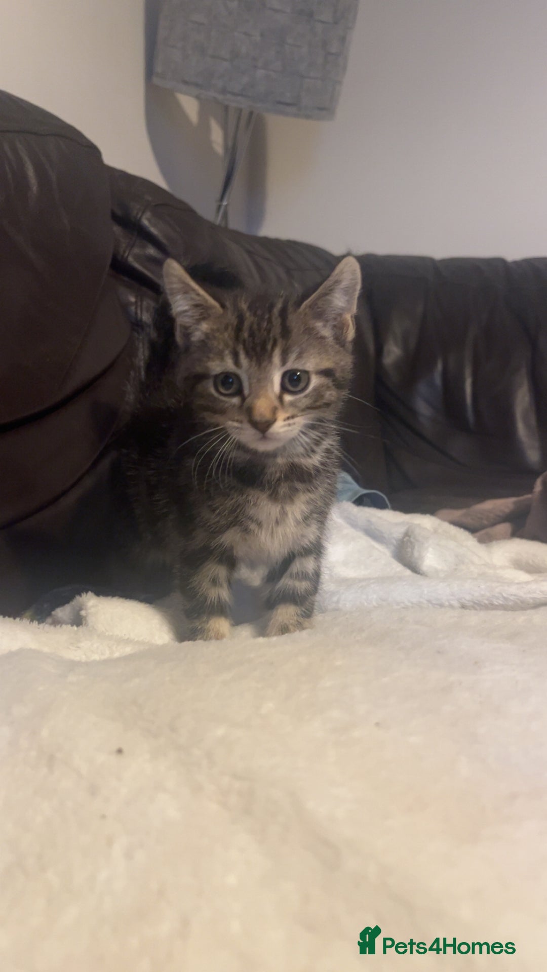 Domestic Shorthair cats for sale: Ready now British short hair  - Image 1