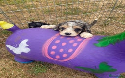 Cavapoo dogs for sale: Stunning Cavapoo puppies  - Image 13