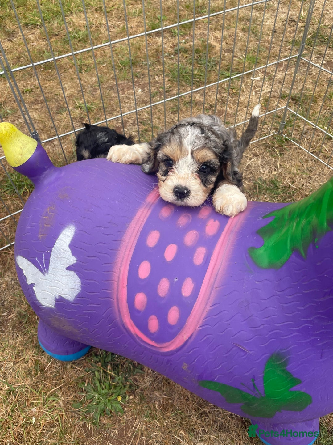Cavapoo dogs for sale: Stunning Cavapoo puppies  - Image 13