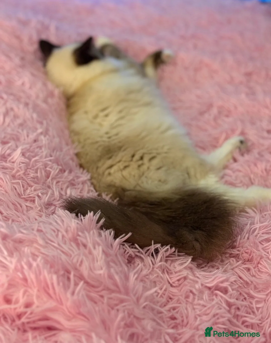 Ragdoll cats for sale: Beautiful Ragdoll female  - Advert 2