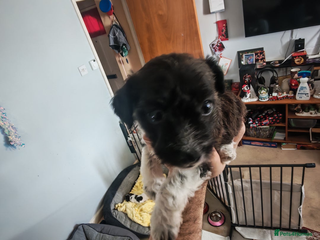 Mixed Breed dogs for sale: Beautiful Jackapoo puppies - Advert 11