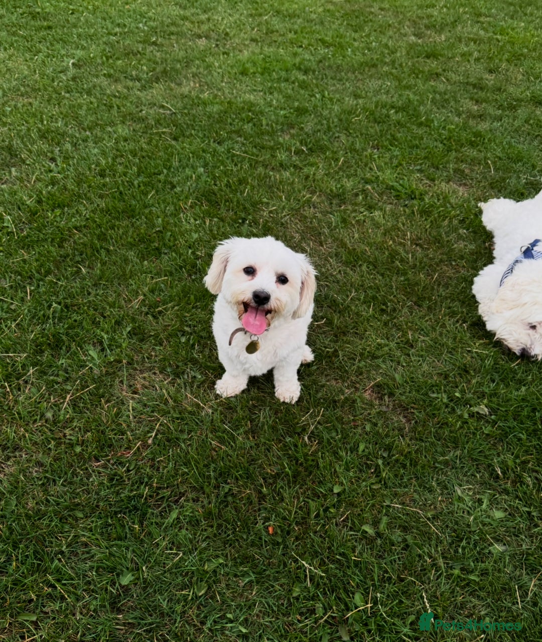 Bichon Frise dogs for sale: 7 gorgeous pure Bichon puppies  - Image 10