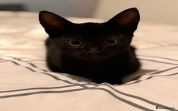 British Shorthair cats for sale: 1 male 1 female - Image 4