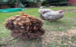 Chickens poultry for sale: Beautiful Hens - Image 4