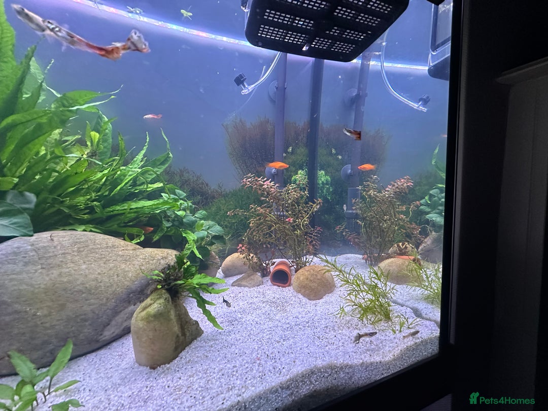 Live Bearers fish for sale: Guppy's endlers / molly & swords  - Advert 8