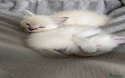 Ragdoll cats for sale: Beautiful Rag doll kittens for sale  - Image 5