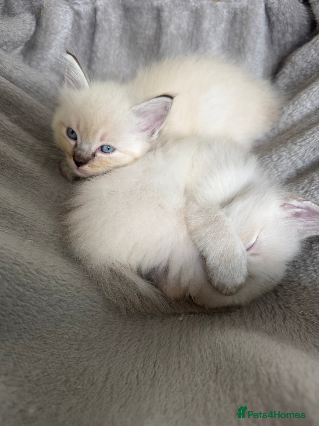 Ragdoll cats for sale: Beautiful Rag doll kittens for sale  - Image 5