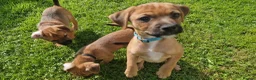Mixed Breed dogs for sale: Border Terrier Cross Puppies - Advert 10