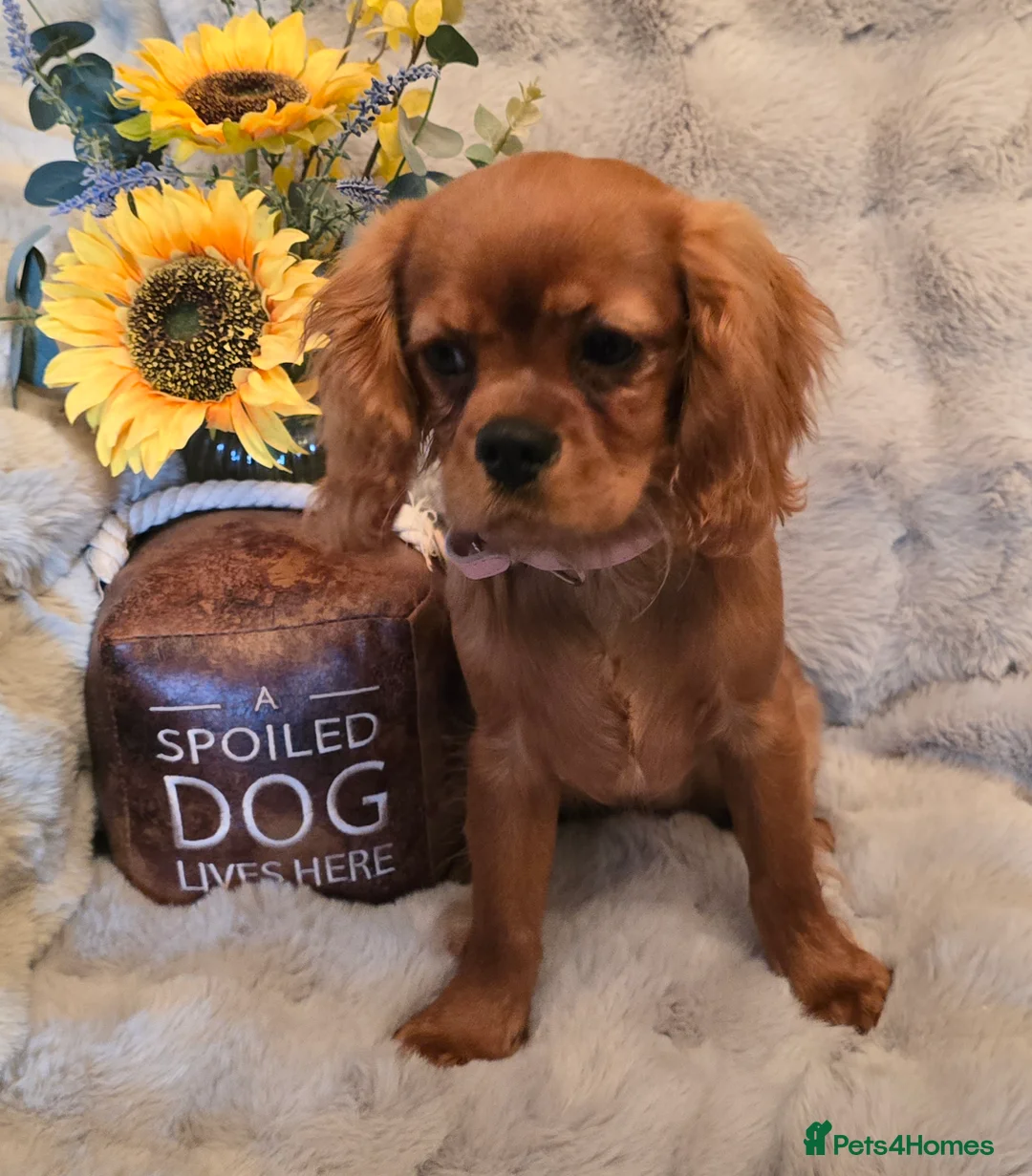 Cavalier King Charles Spaniel dogs for sale: Beautiful  Cavalier  - Advert 1