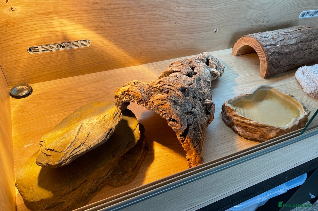 Bearded Dragon reptiles for sale: Bearded dragon and full set up - Image 3