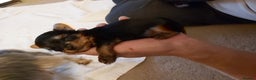 Yorkshire Terrier dogs for sale: Tiny Yorkshire Terriers - Advert 10