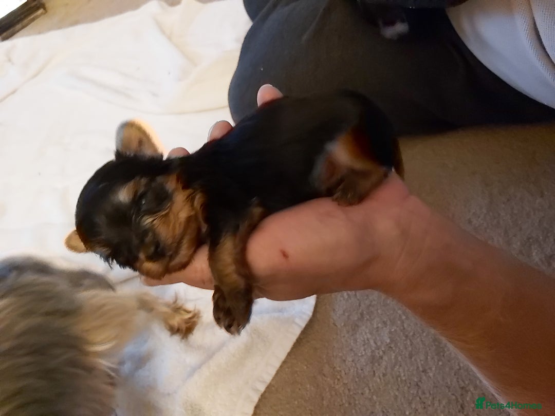 Yorkshire Terrier dogs for sale: Tiny Yorkshire Terriers - Advert 10