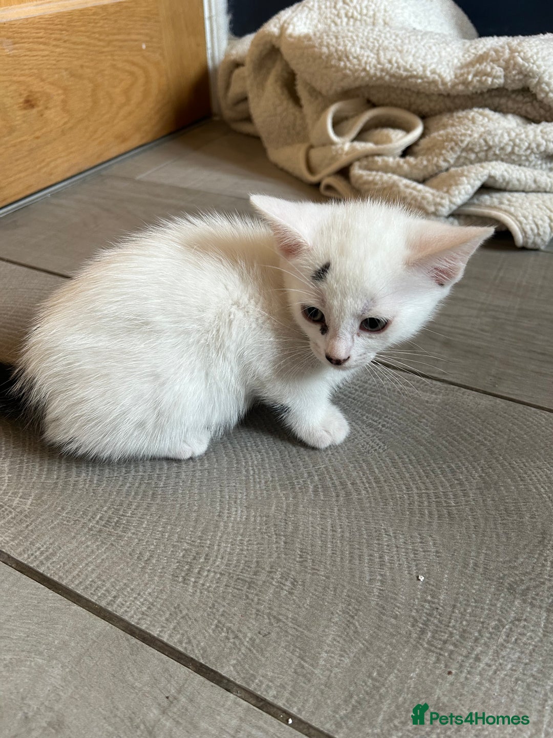 British Shorthair cats for sale: 7 gorgeous kittens for sale ** - Image 6