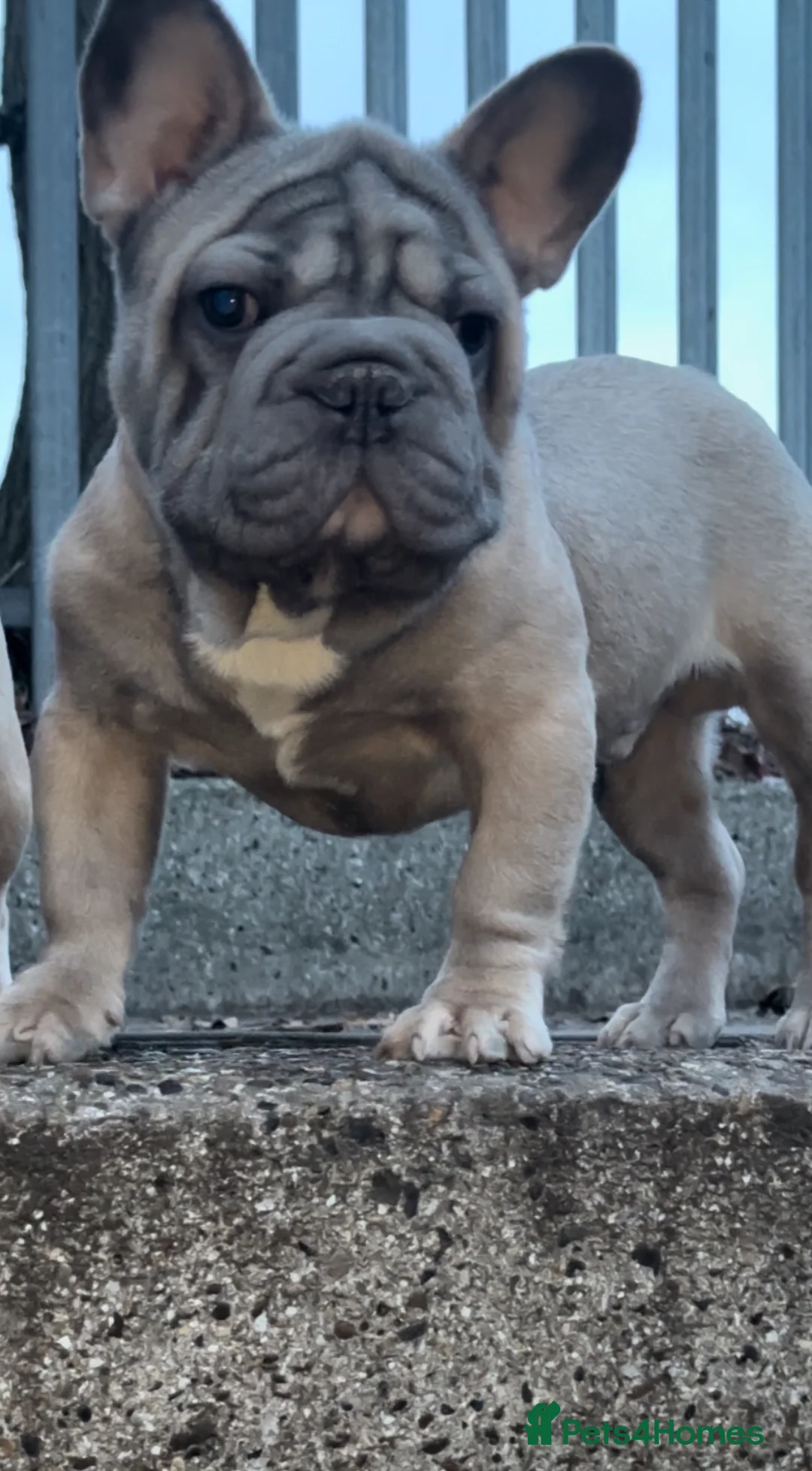 French Bulldog dogs for stud: HIGHEST QUALITY AVAILABLE  in London - Advert 8