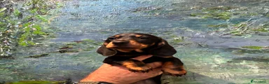 Miniature Dachshund 1