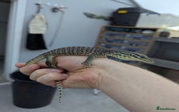Monitor reptiles for sale: CB25 Argus Monitors (yellow spotted monitor) - Image 1