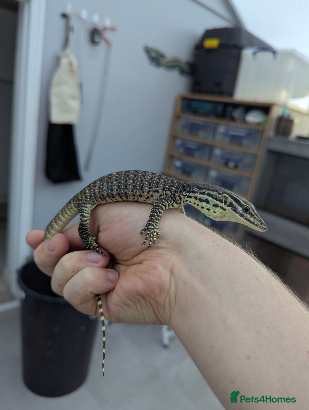 Monitor reptiles for sale: CB25 Argus Monitors (yellow spotted monitor) - Image 1