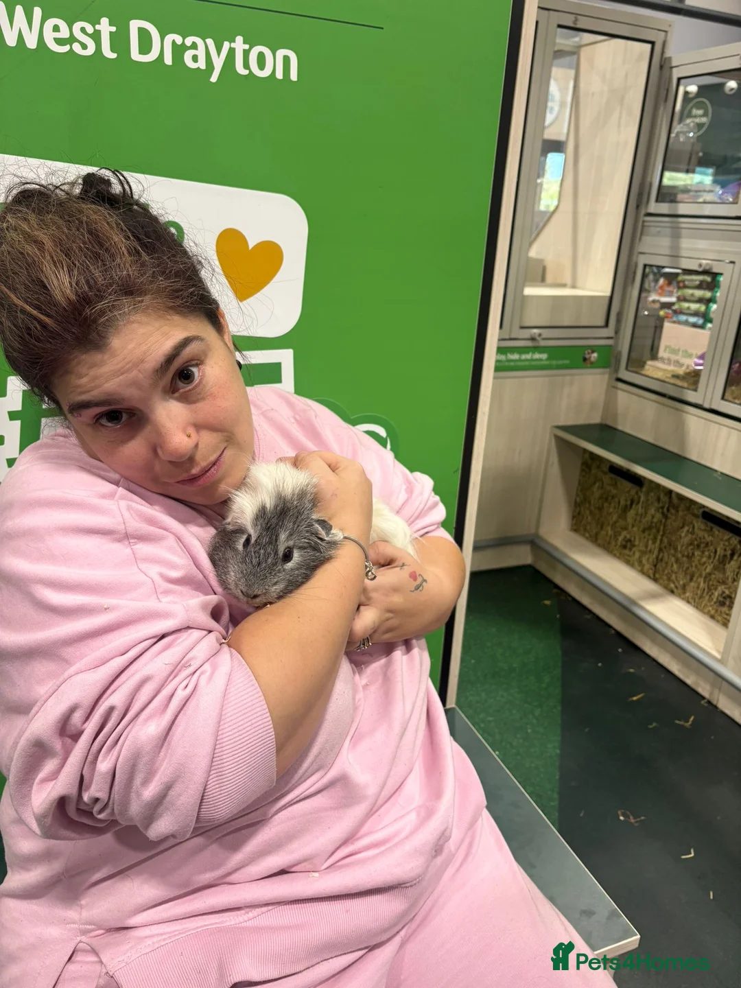 English rabbits for sale: Guinea-pig  in Uxbridge - Advert 5