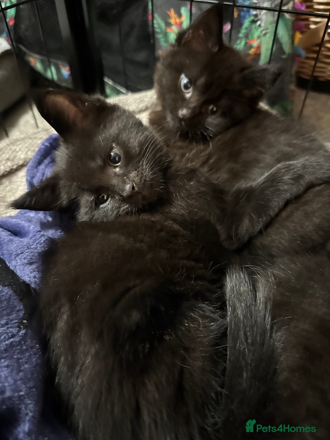 Mixed Breed cats for sale: British short hair cross Maine coon  - Advert 2