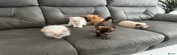 Mixed Breed cats for sale: Persian cross Birman Cat  in Doncaster - Advert 21
