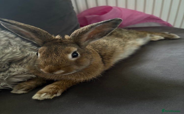 Dwarf Lop rabbits - Advert 3