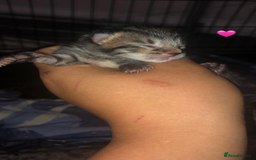 Mixed Breed cats for sale: 7 beautiful Kittens Looking for Forever homes - Image 6