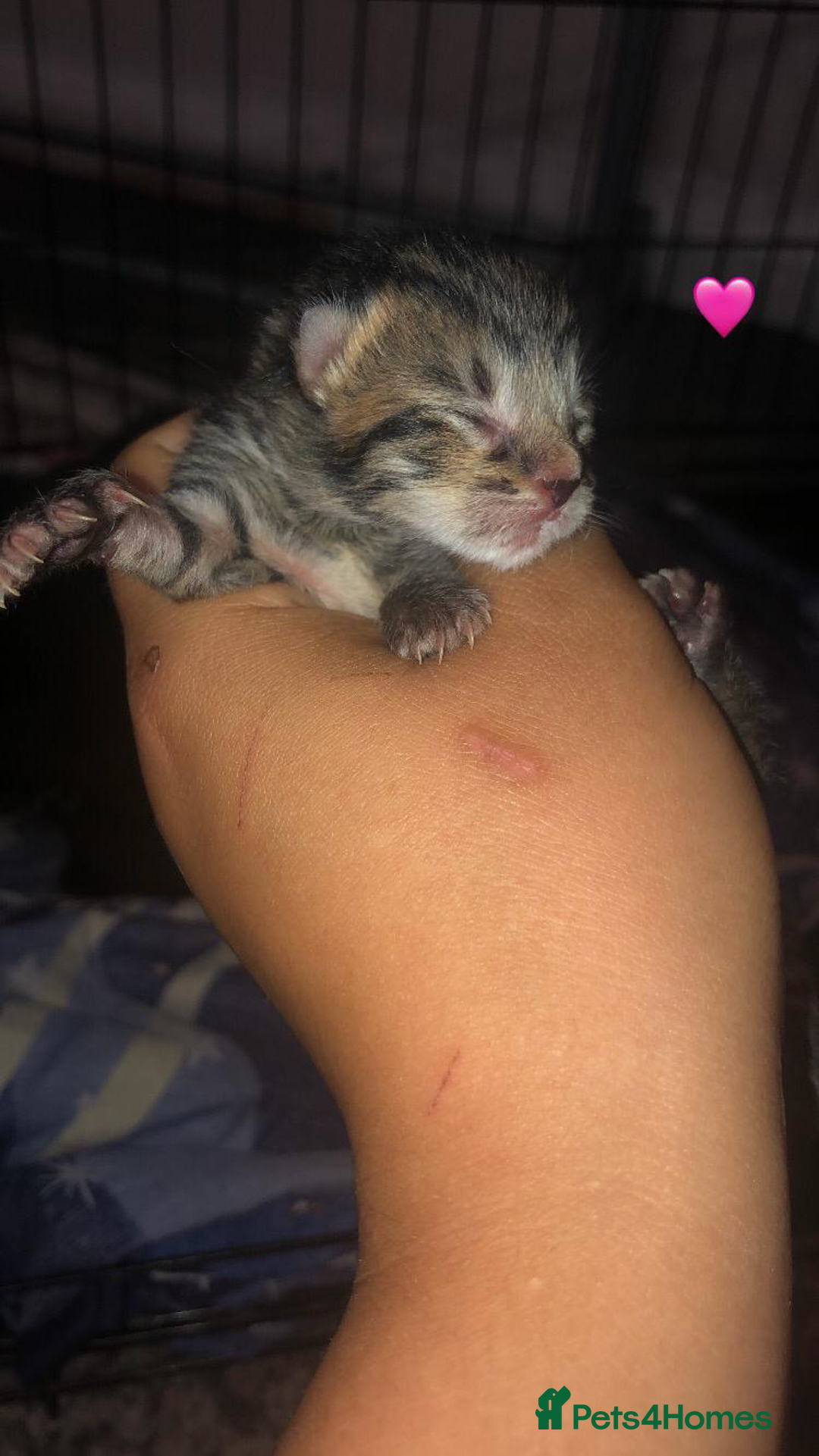 Mixed Breed cats for sale: 7 beautiful Kittens Looking for Forever homes - Image 6