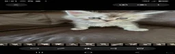 Mixed Breed cats for sale: Ragdoll cross maincoon kittens - Advert 3