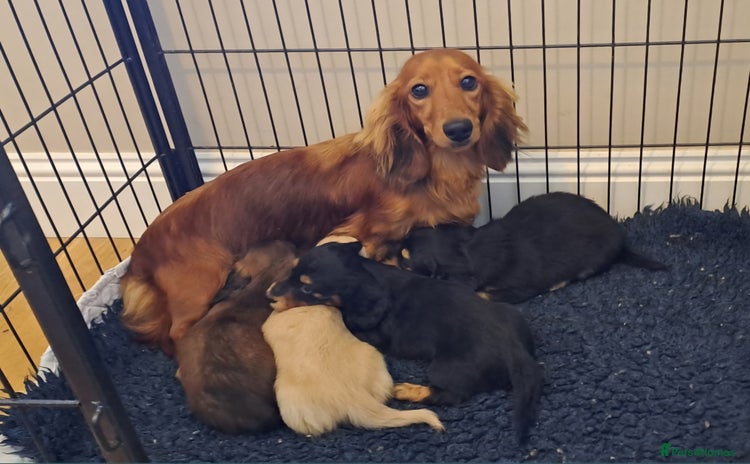 Miniature Dachshund dogs - Advert 3