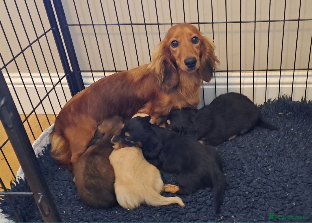 Miniature Dachshund dogs for sale: KC Mini Long Haired Dachsunds - Image 1