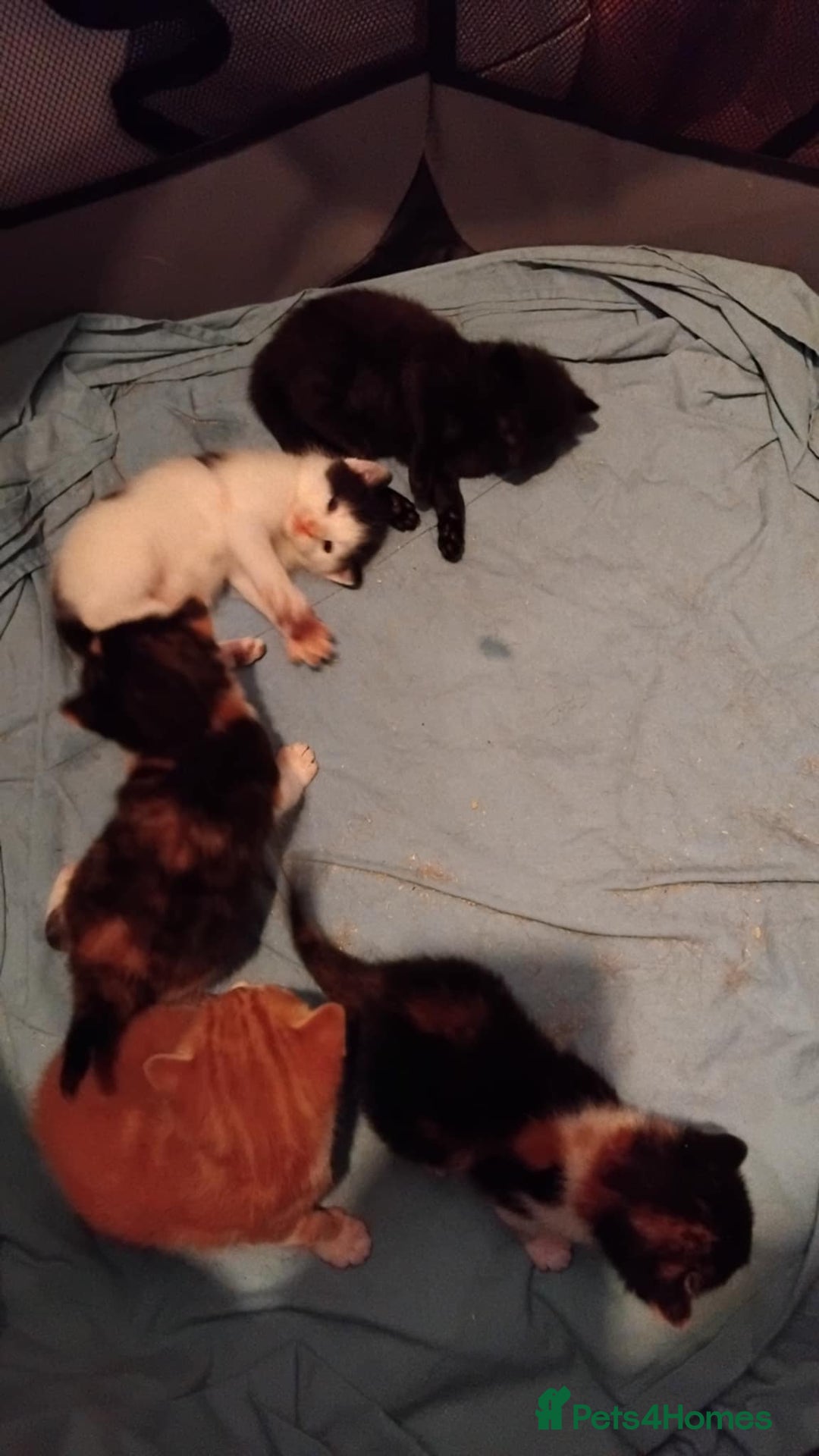 Mixed Breed cats for sale: 5 beautiful kittens, 2 semi long haired.  ❤️ - Image 9