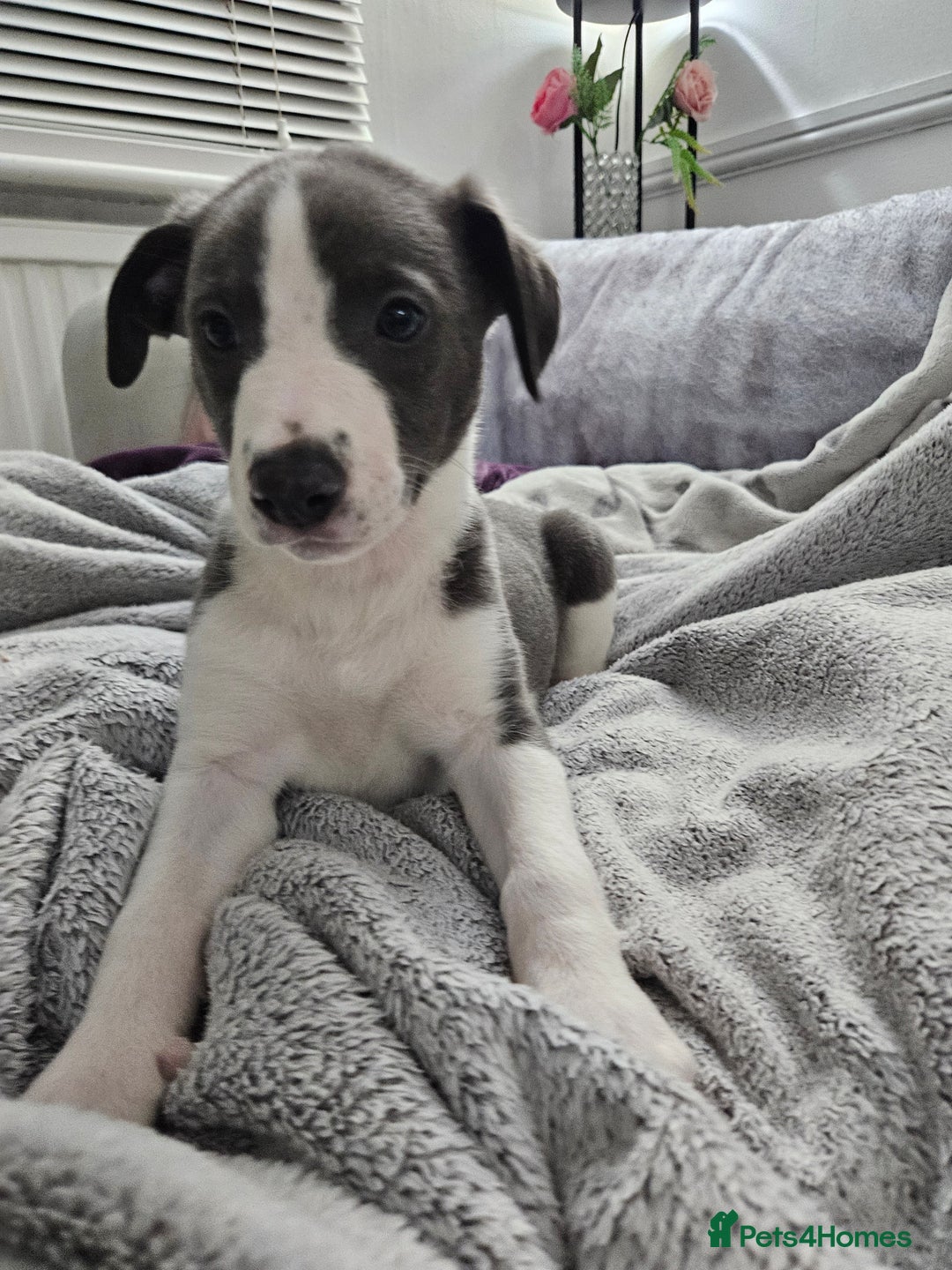 Whippet dogs for sale: KENNEL CLUB WHIPPETS  - Advert 34