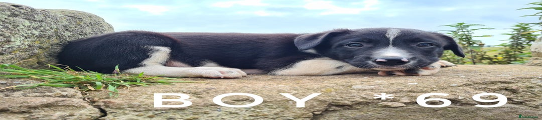 BOY *69