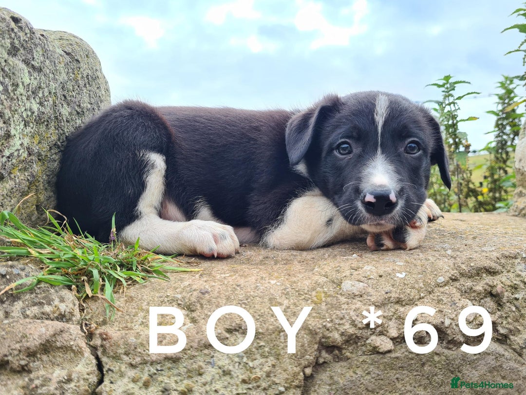 Border Collie dogs for sale: Beautiful farm-bred collie pups - Image 7