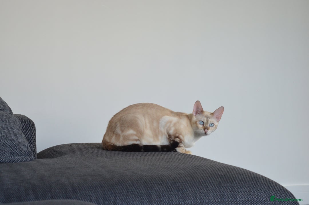 Bengal cats for stud: ***WANTED STUD***F1 Bengal stud needed - Image 3