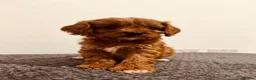 Cavapoo dogs for sale: Darling Cavapoos  - Advert 10