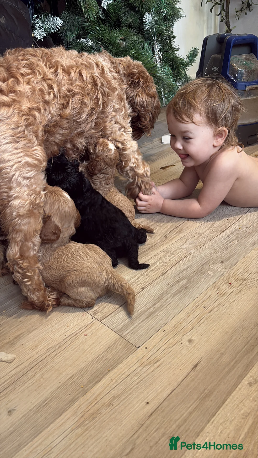 Cavapoo dogs for sale: Gorgeous cavapoos  - Advert 16
