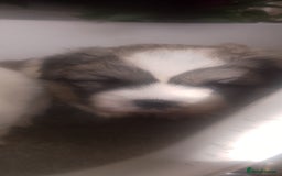 Mixed Breed dogs for sale: Lovely little shitzu cross puppies  - Image 14