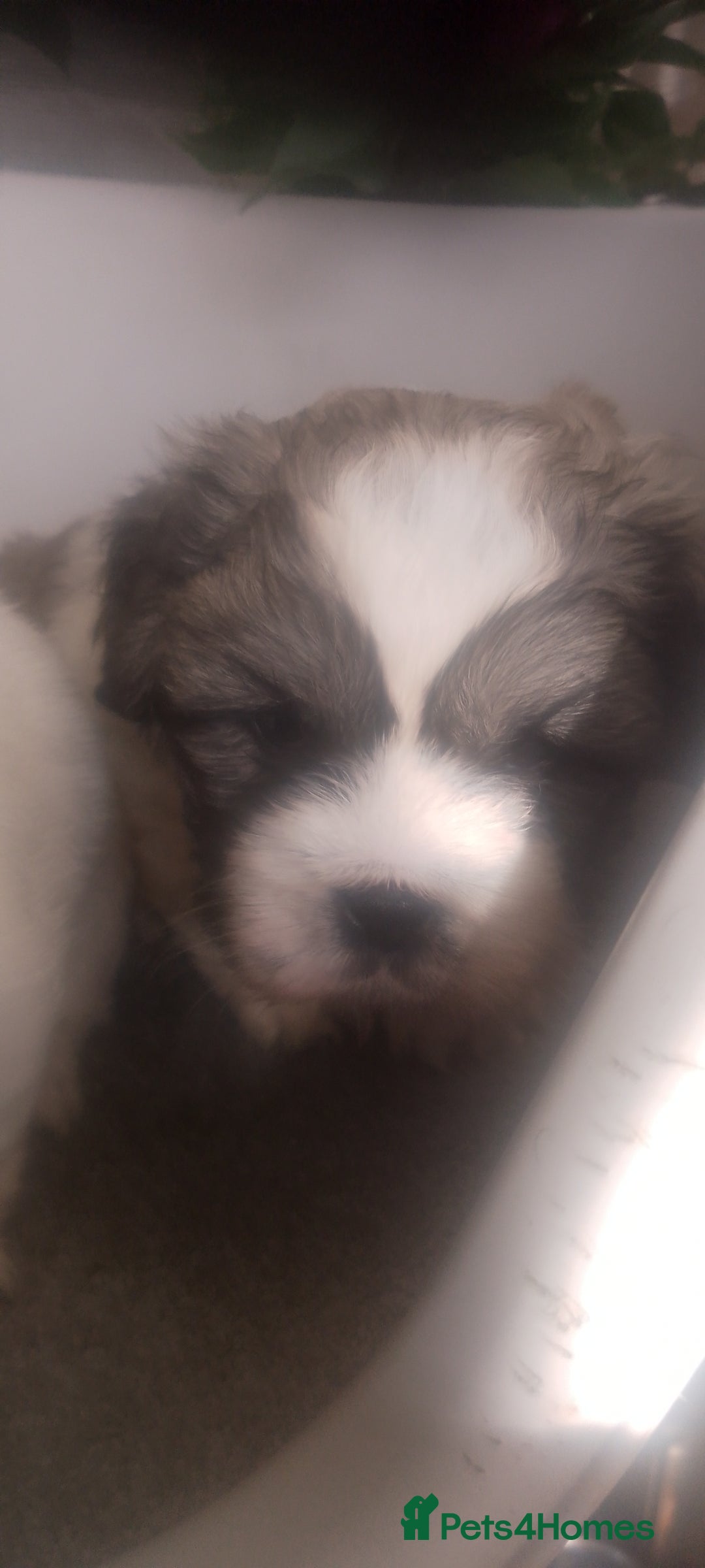 Mixed Breed dogs for sale: Lovely little shitzu cross puppies  - Image 14